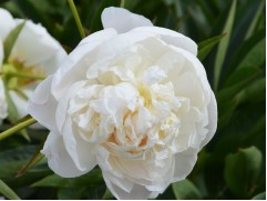 Пион молочноцветковый "Mother's Choice" (Контейнер 5,0л.)