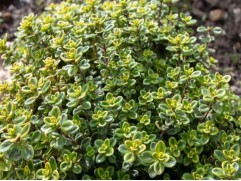 Тимьян лимоннопахнущий "Compactus" (Контейнер 1,0л)