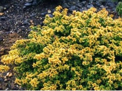 Тимьян лимоннопахнущий "Aureus" (Контейнер 1,5л.)