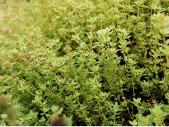 Тимьян лимоннопахнущий "E.B. Anderson" (Контейнер 1,5л.)