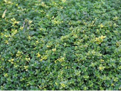 Тимьян обыкновенный (Контейнер 1,0л.)