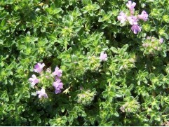 Тимьян ранний "Pink Chintz" (Контейнер 1,5л.)