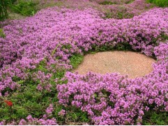 Тимьян ранний "Red Carpet" (Контейнер 1,5л.)