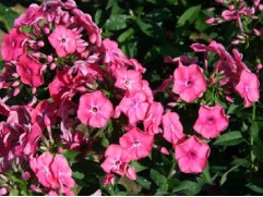 Флокс метельчатый "Pink Attraction" (Контейнер 2,0л)