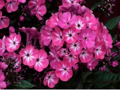 Флокс метельчатый "Anastasia" (Контейнер 1,5л.)