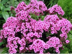 Флокс метельчатый "Baby Face" (Контейнер 2,0л.)