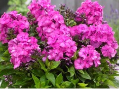 Флокс метельчатый "Bambini Primadonna" (Контейнер 2,0л.)