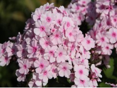 Флокс метельчатый "Brilliant Eyes" (Контейнер 1,5л.)