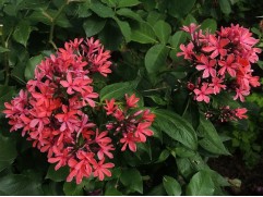 Флокс метельчатый "Cleopatra" (Контейнер 2,0л.)