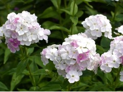 Флокс метельчатый "Cool Water" (Контейнер 2,0л.)