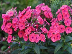 Флокс метельчатый "Flame Coral" (Контейнер 1,5л.)