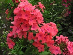 Флокс метельчатый "Windsor" (Контейнер 2,0л.)