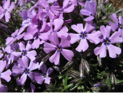 Флокс шиловидный "Purple Beauty" (Контейнер 1,5л.)