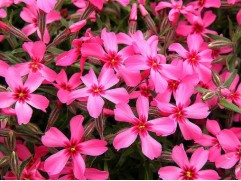 Флокс шиловидный "Red Wings" (Контейнер 1,5л.)