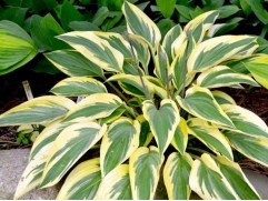 Хоста гибридная "Lakeside Dragonfly" (Контейнер 2,0л.)