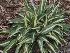 Хоста гибридная "Little Treasure" (Контейнер 2,0л)