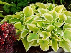 Хоста гибридная "Delta Dawn" (Контейнер 2,0л)