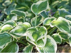 Хоста гибридная "Queen Josephine" (Контейнер 2,0л