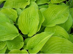 Хоста гибридная "Hub City" (Контейнер 2,0л)