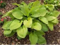 Хоста гибридная "Post-It" (Контейнер 2,0л)