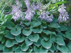 Хоста гибридная "Blue Cadet" (Контейнер 2,0л)