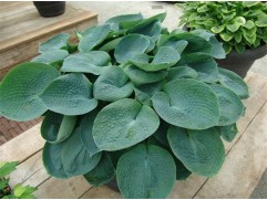 Хоста гибридная "Abiqua Drinking Gourd" (Контейнер 2,0л.)