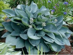 Хоста гибридная "Blue Vision" (Контейнер 2,0л)