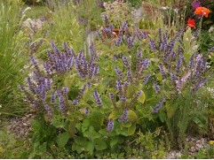 Шалфей дубравный "Hannay's Blue" (Контейнер 2,0л.)