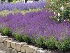 Шалфей дубравный "Ostfriesland" (Контейнер 1,0л)