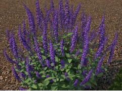 Шалфей дубравный "Caradonna Compact" (Контейнер 2,0л.)