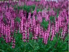 Шалфей дубравный "Rosakoeningin" (Контейнер 1,5л.)