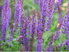 Шалфей дубравный "Tanzerin" (Контейнер 2,0л)