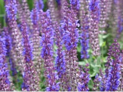 Шалфей дубравный "Blaukoningin" (Контейнер 2,0л)