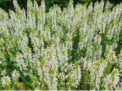 Шалфей дубравный "Schneehugel" (Контейнер 2,0л)