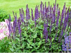 Шалфей дубравный "Caradonna" (Контейнер 2,0л.)