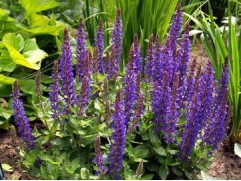 Шалфей дубравный "Deep Blue Field" (Контейнер 1,5л.)