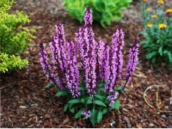 Шалфей дубравный "Midnight Rose" (Контейнер 1,5л.)