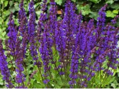 Шалфей дубравный "Night Field" (Контейнер 1,5л.)