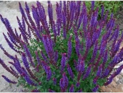 Шалфей дубравный "Rianne" (Контейнер 2,0л.)