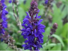 Шалфей дубравный "Dark Matter" (Контейнер 1,5л.)