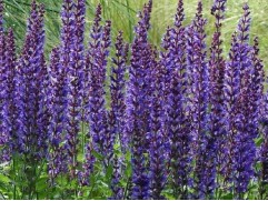 Шалфей дубравный "Mainacht" (Контейнер 2,0л.)