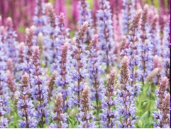 Шалфей дубравный "Navy Blue" (Контейнер 1,5л.)