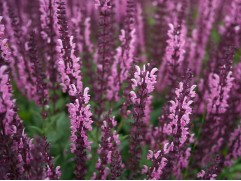 Шалфей дубравный "Rose Queen" (Контейнер 2,0л)