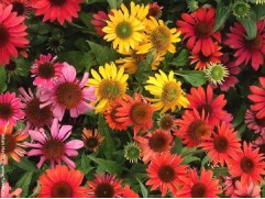 Эхинацея "Cheyenne Spirit" (Контейнер 0,7л.)