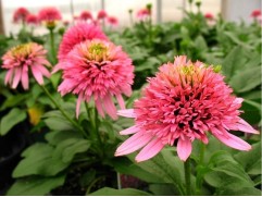 Эхинацея гибридная "Butterfly Kisses"(Контейнер 2,0л.)