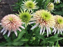 Эхинацея гибридная "Cherry Fluff" (Контейнер 2,0л.)