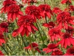 Эхинацея гибридная "Eccentric" (Контейнер 2,0л.)