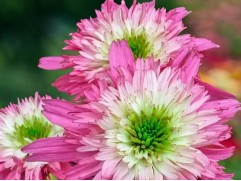 Эхинацея гибридная "Mini Belle" (Контейнер 2,0л.)