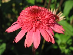 Эхинацея гибридная "Raspberry Truffle" (Контейнер 2,0л.)