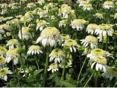 Эхинацея гибридная "White Double Delight" (Контейнер 2,0л.)